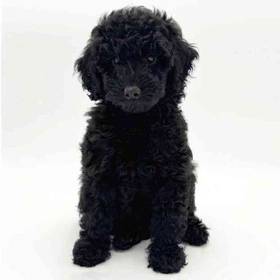 Poodle