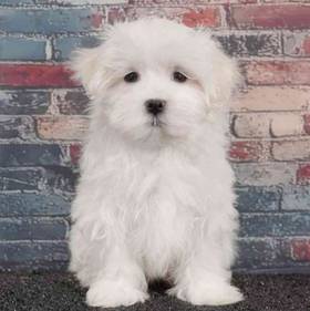 Maltese