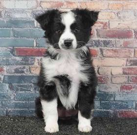 Mini Australian Shepherd
