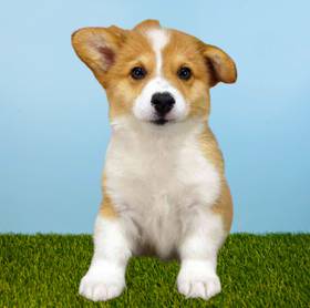 Pembroke Welsh Corgi