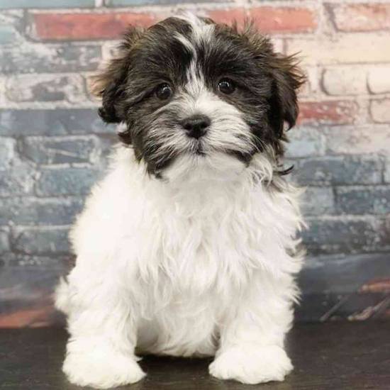 Havanese