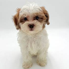 Shizapoo