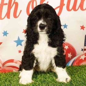 Cocker Spaniel