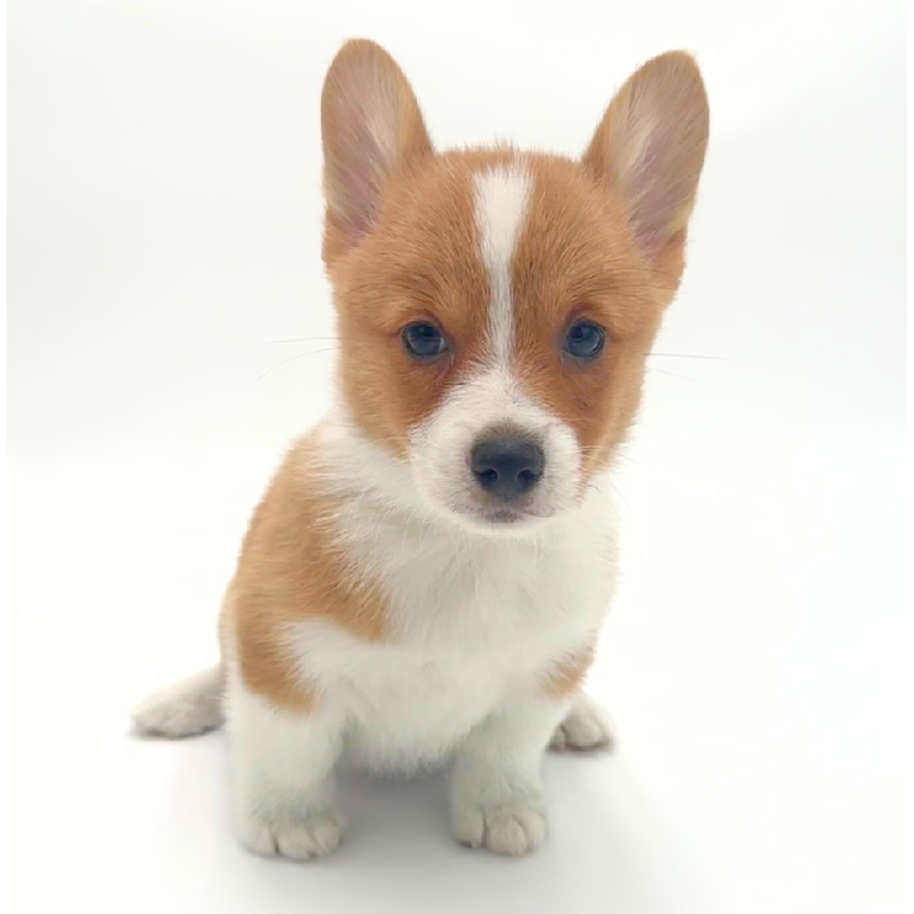 pet breed image