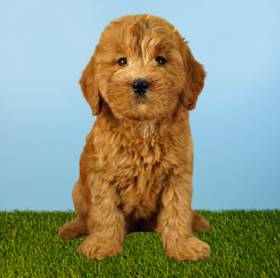 2nd Gen Mini Goldendoodle