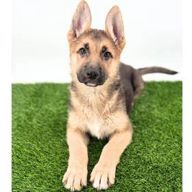 German Shepherd
