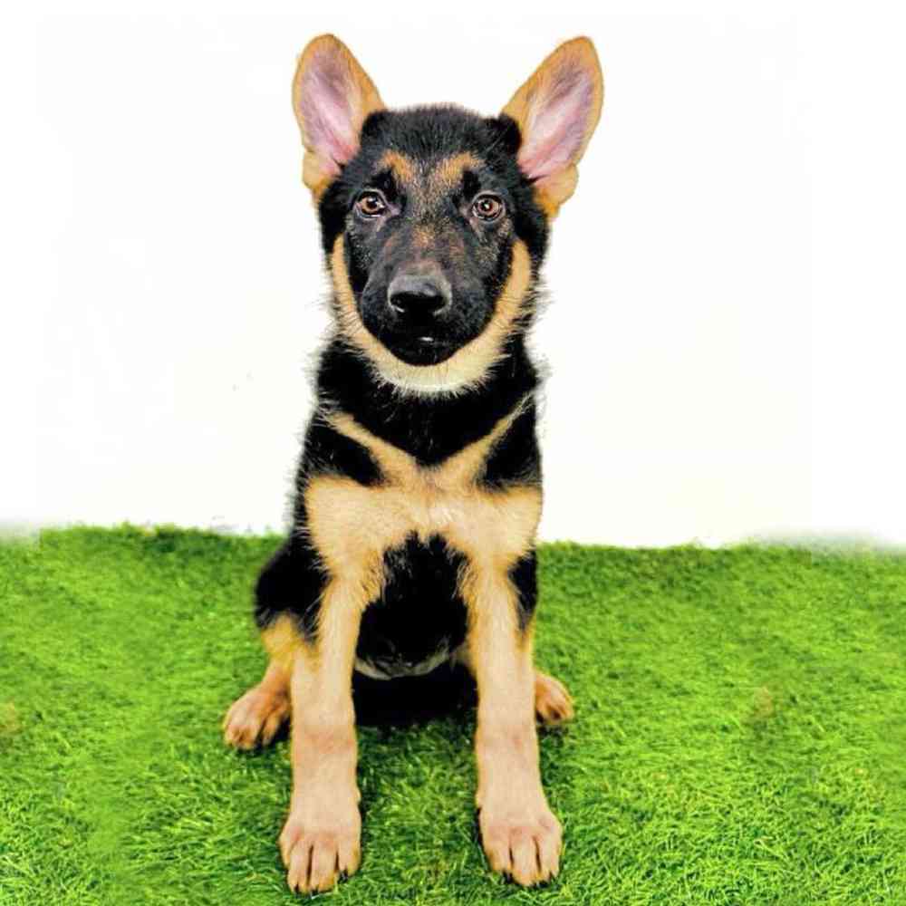 Image of a pet breed in the gallery