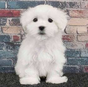 Maltese