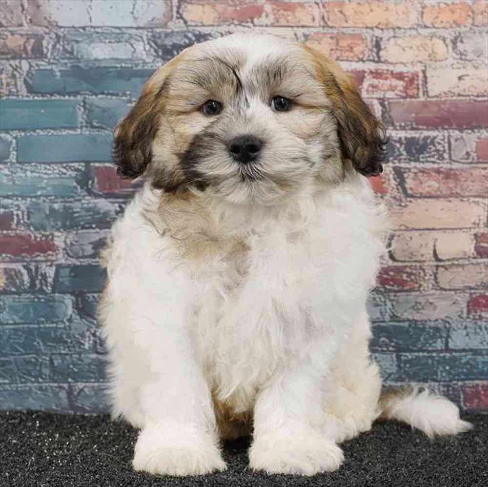 Image of a pet breed in the gallery