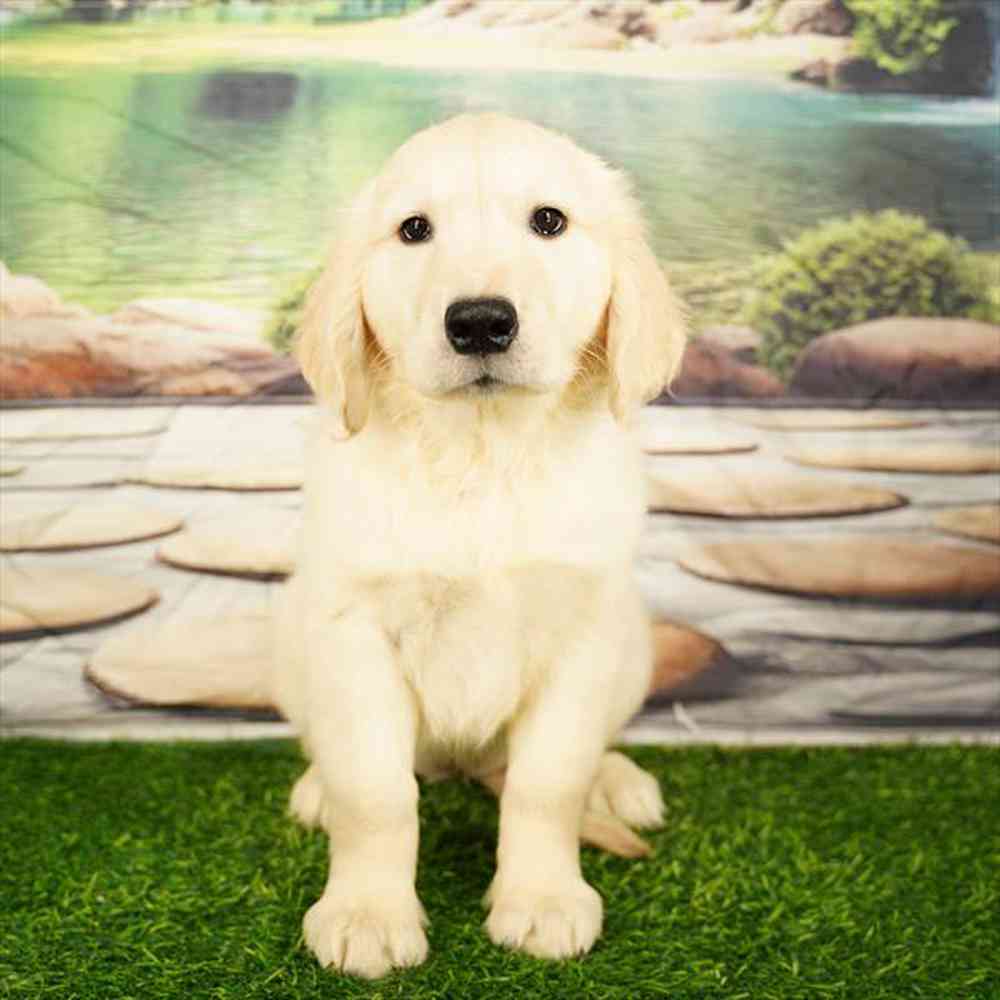 Image of a pet breed in the gallery