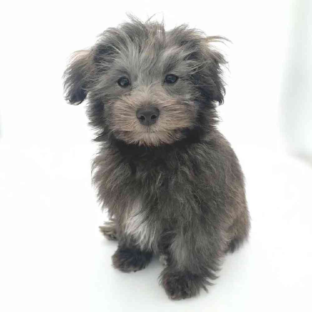 Image of a pet breed in the gallery