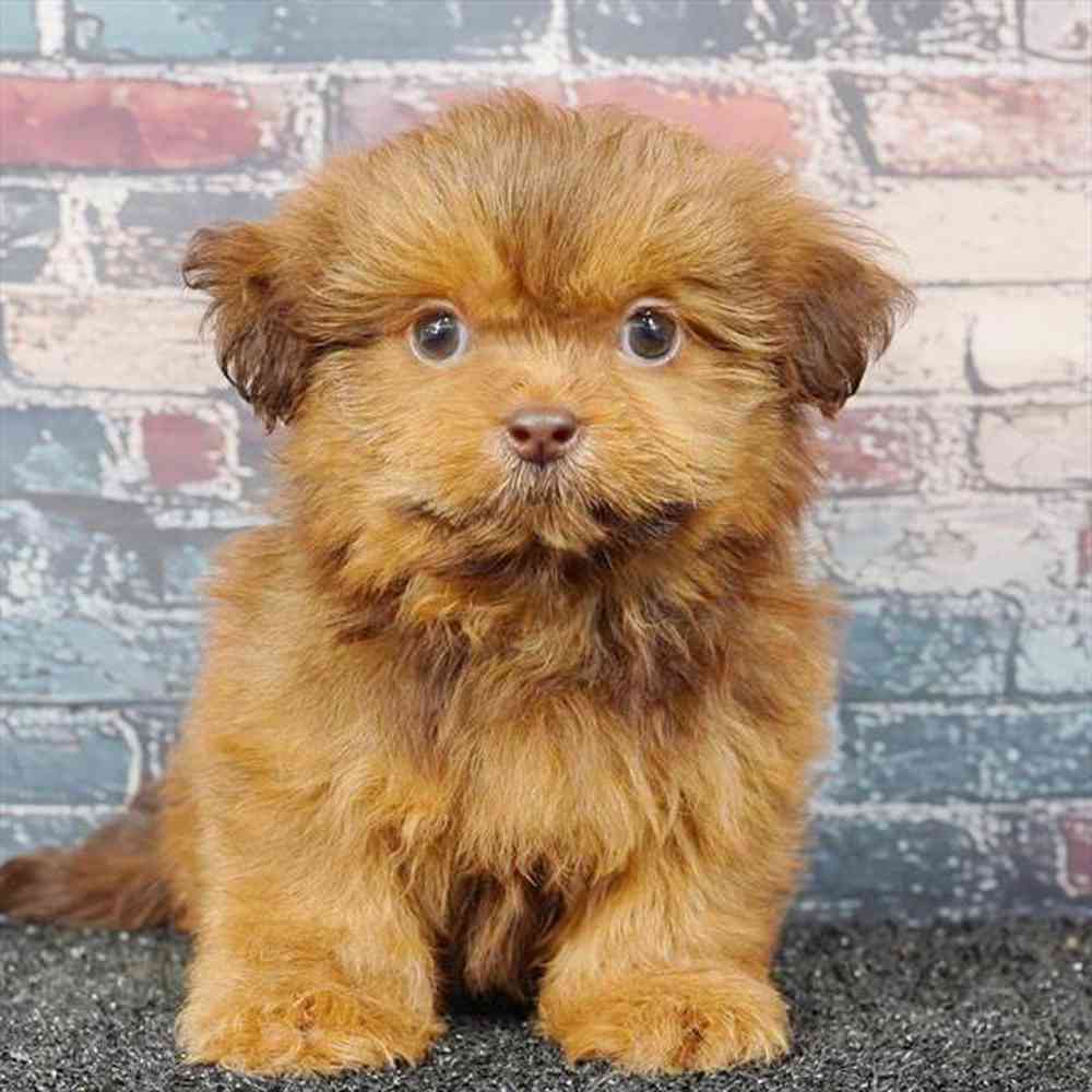 pet breed image