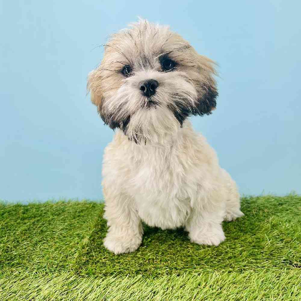 Image of a pet breed in the gallery