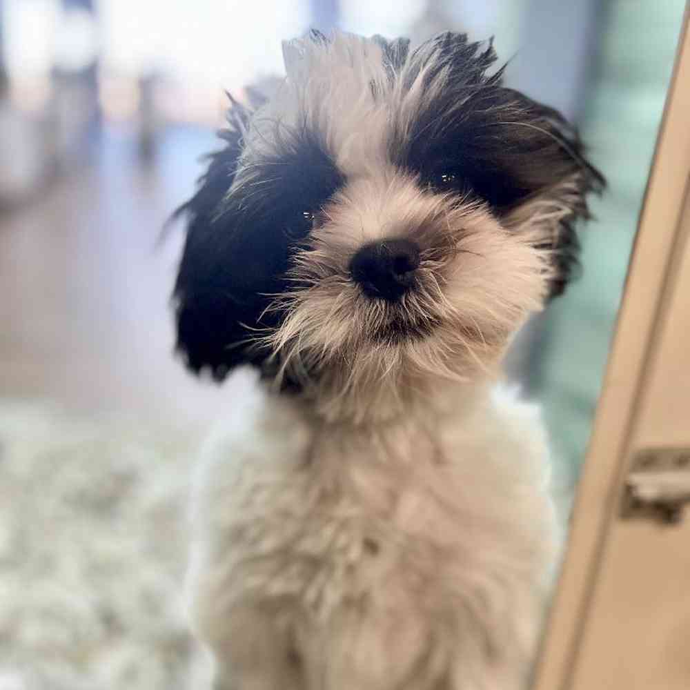 carousel pet images