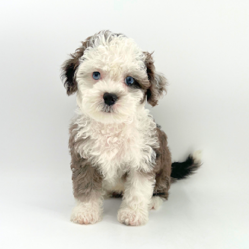 carousel pet images