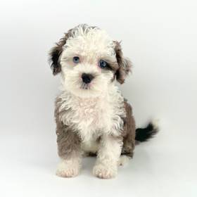 Shizapoo
