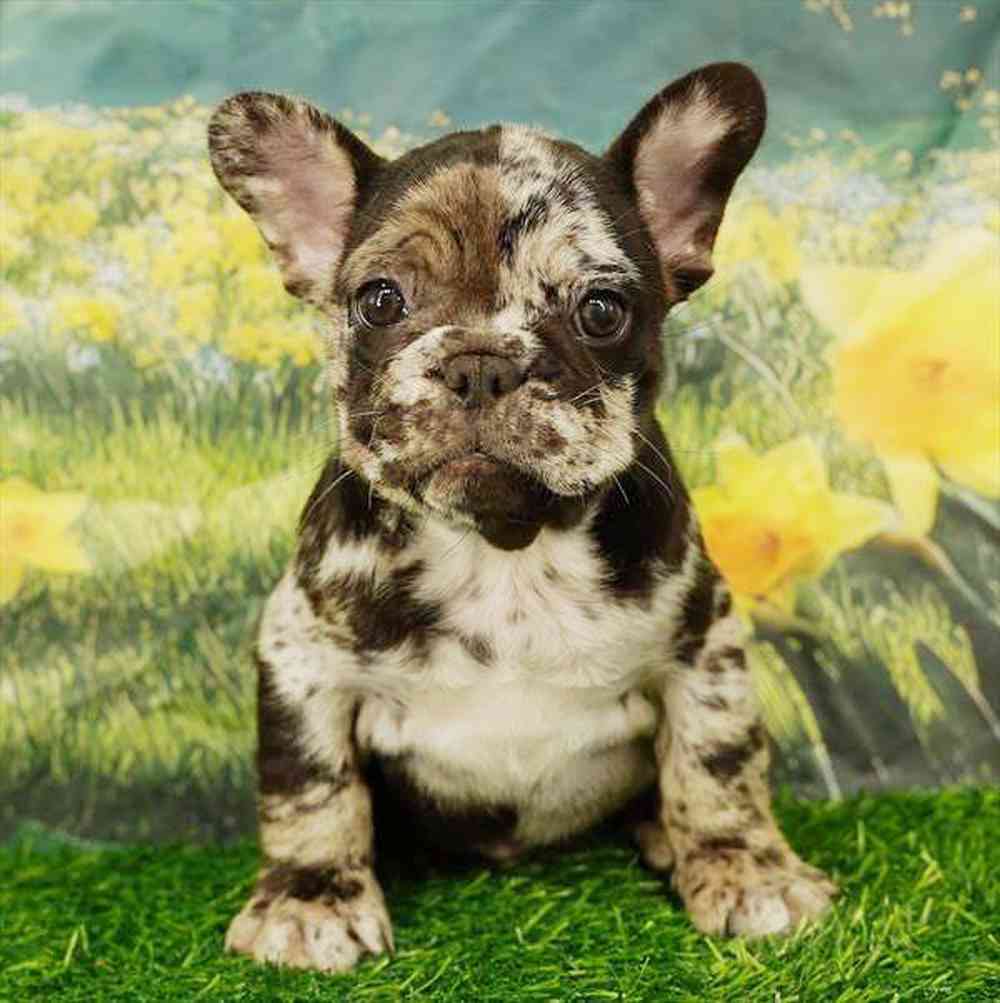 Image of a pet breed in the gallery