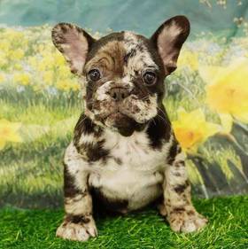French Bulldog