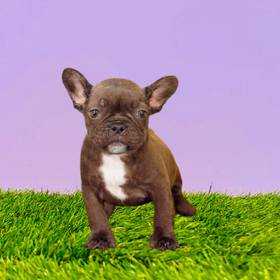 French Bulldog
