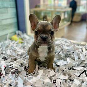 French Bulldog