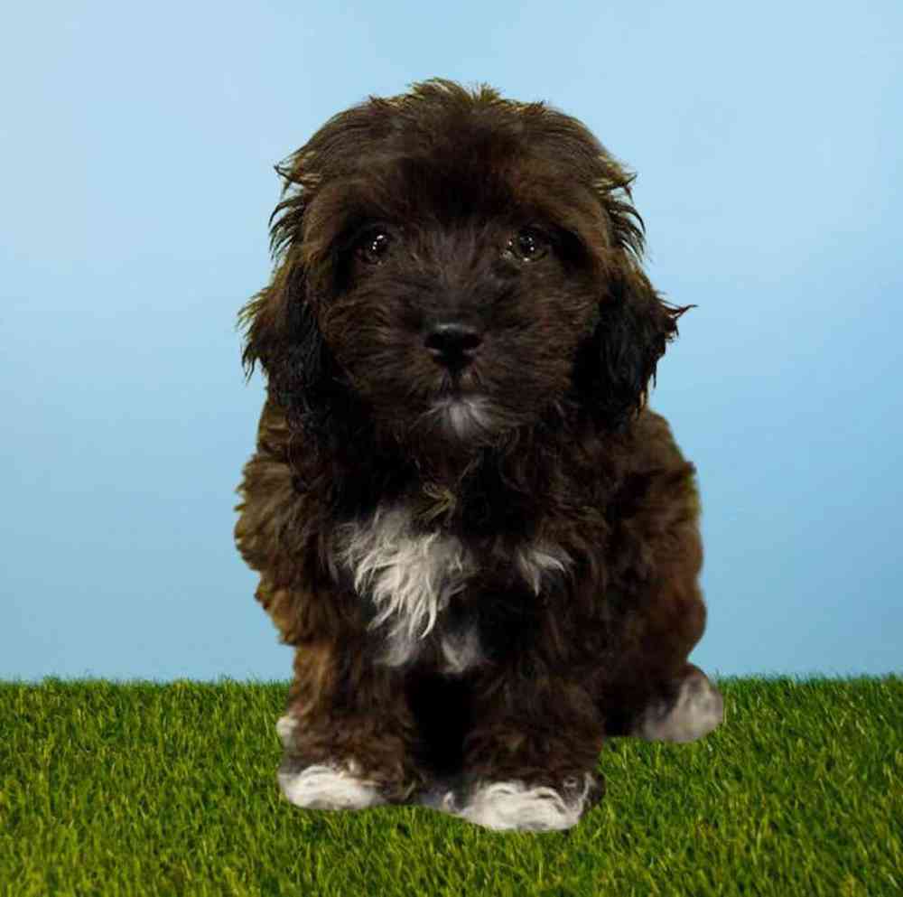 carousel pet images