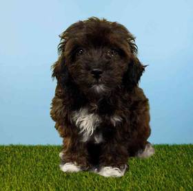Cavapoo