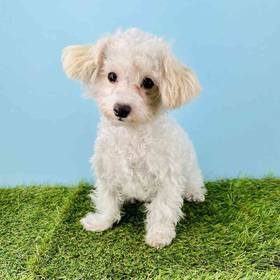 Maltipoo