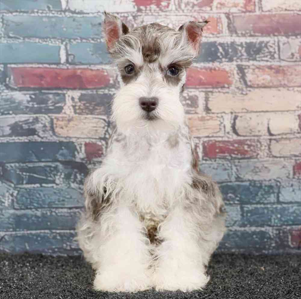 pet breed image