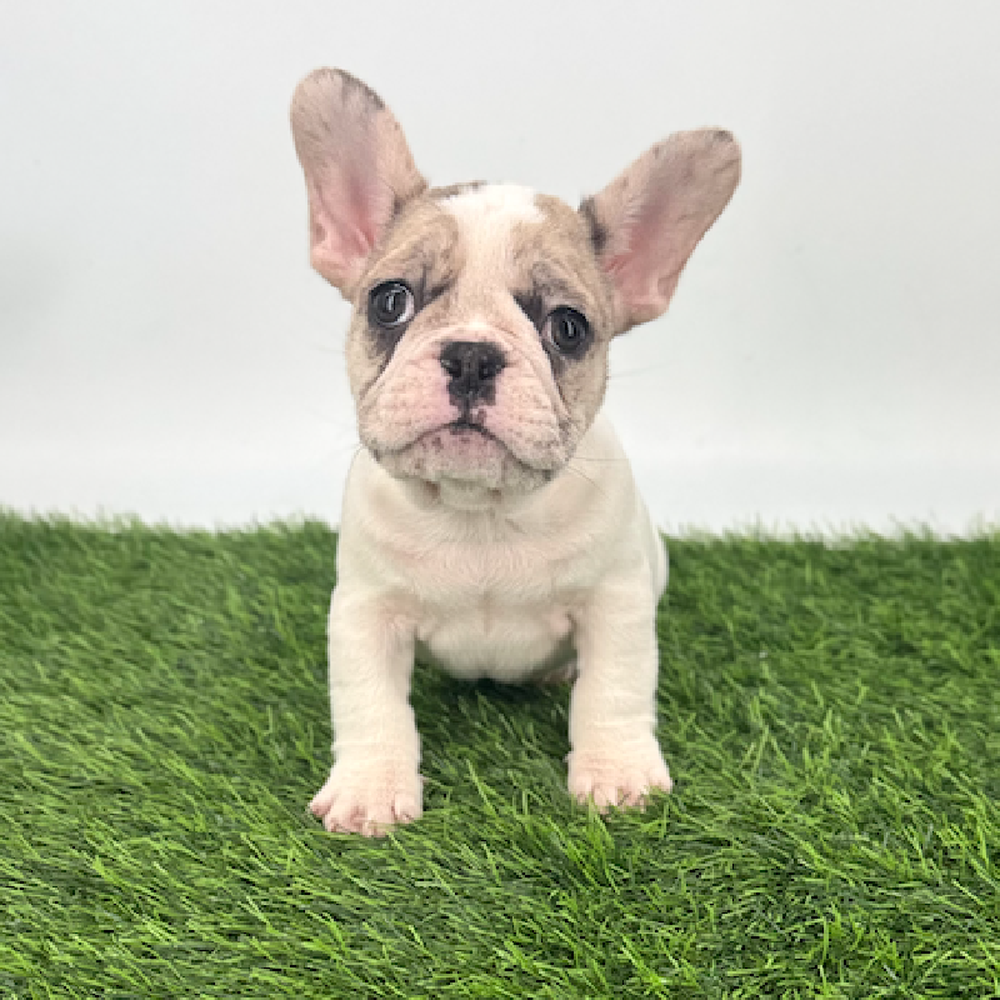 Image of a pet breed in the gallery