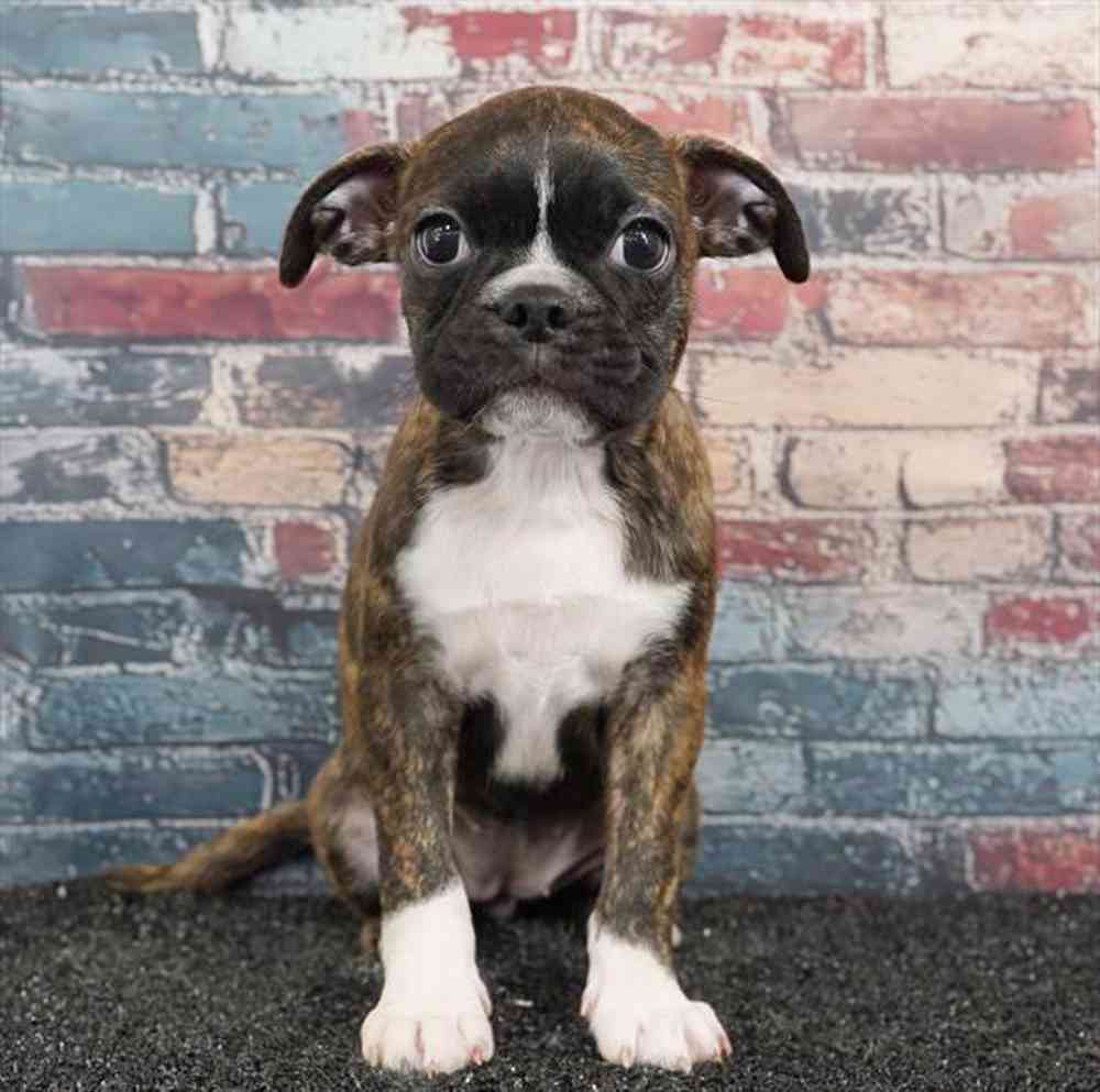 Image of a pet breed in the gallery