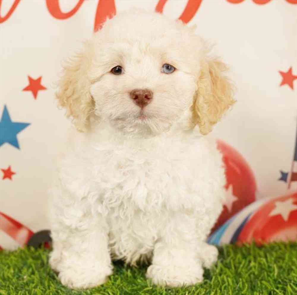 pet breed image