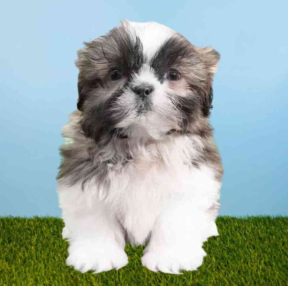 carousel pet images