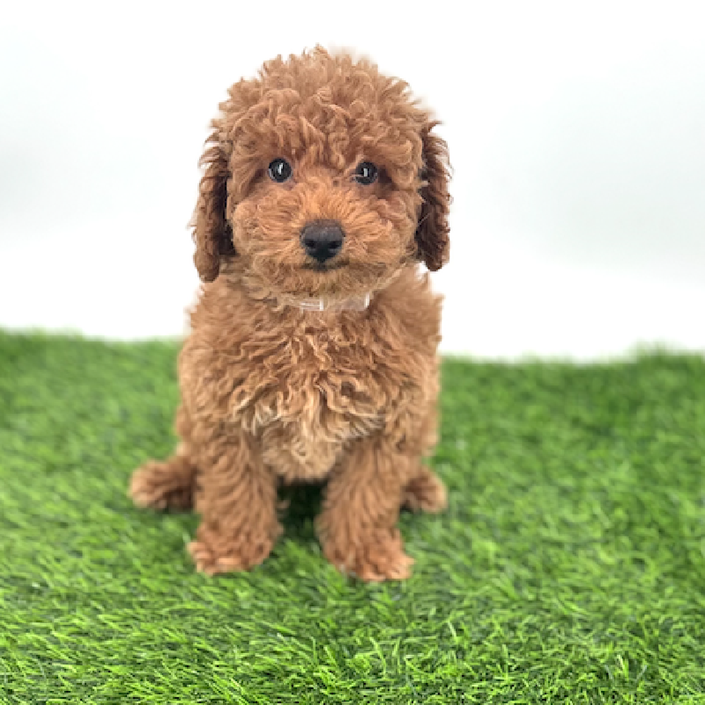 Image of a pet breed in the gallery