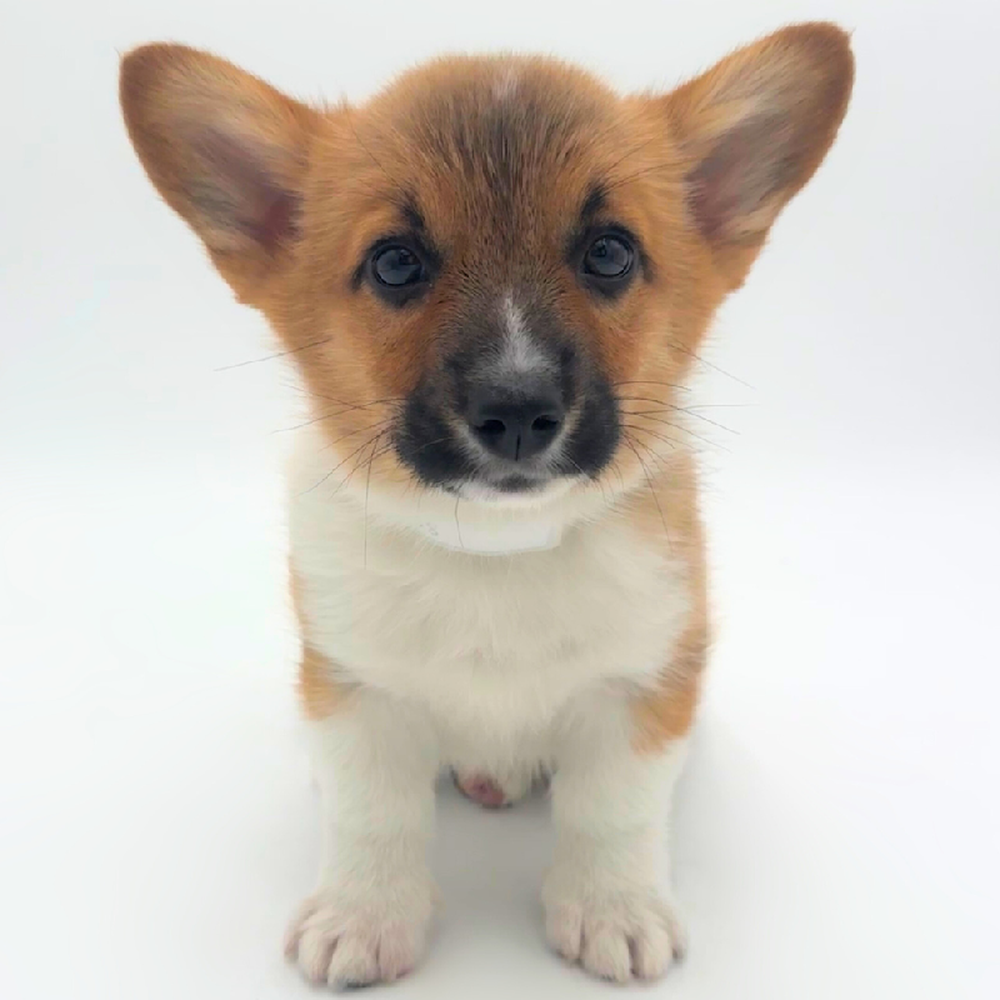 pet breed image