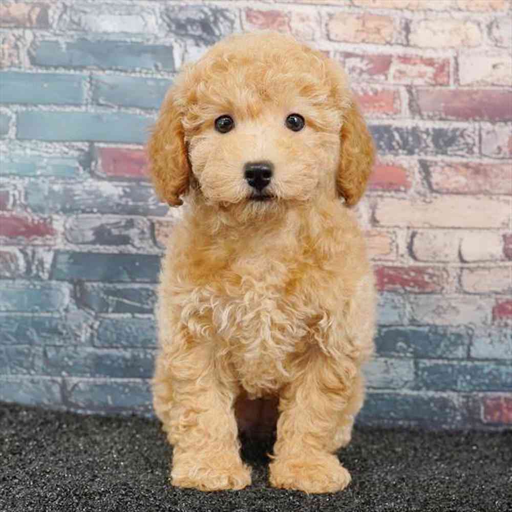 Image of a pet breed in the gallery