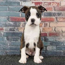 Boston Terrier