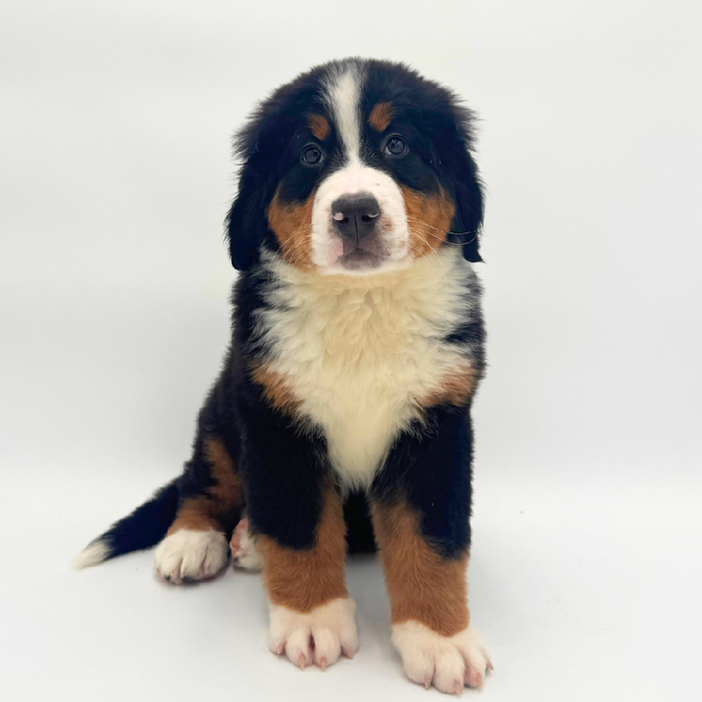 pet breed image