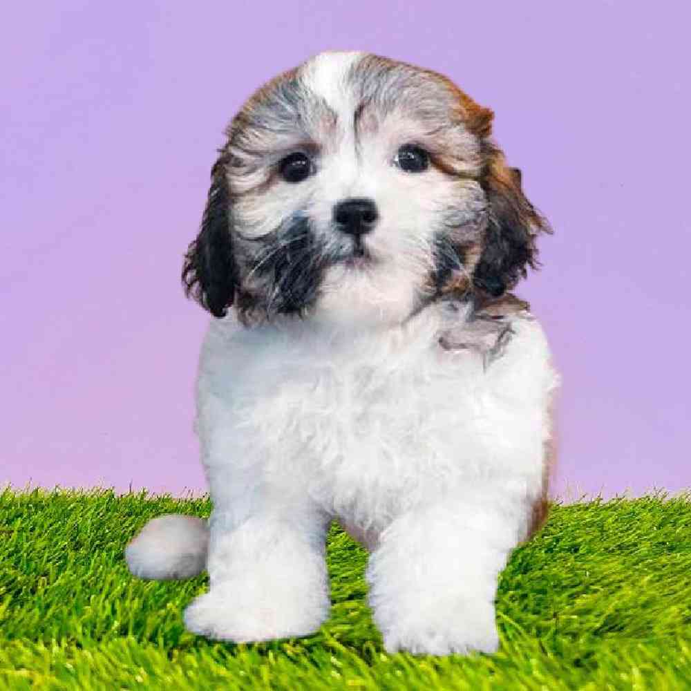 carousel pet images