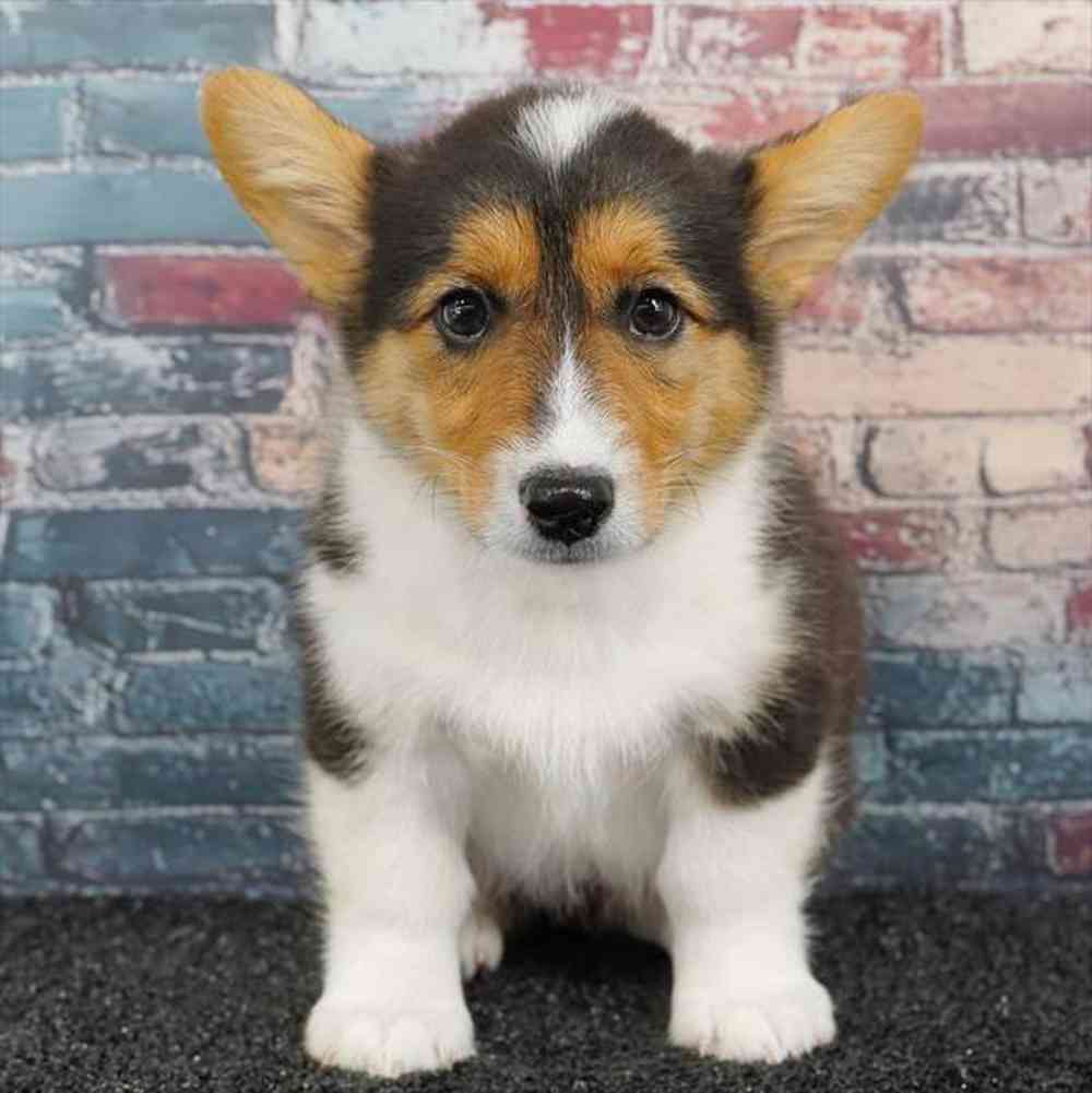 Image of a pet breed in the gallery