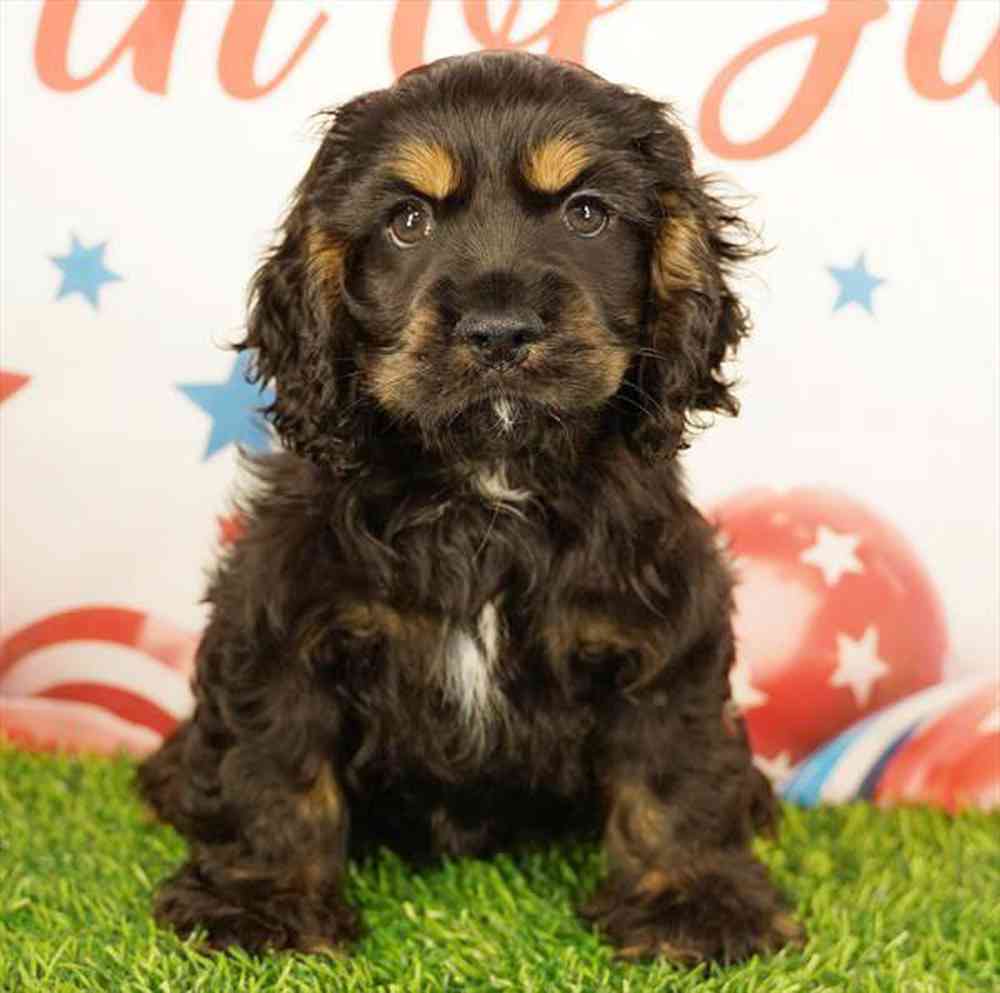 pet breed image