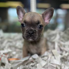 French Bulldog