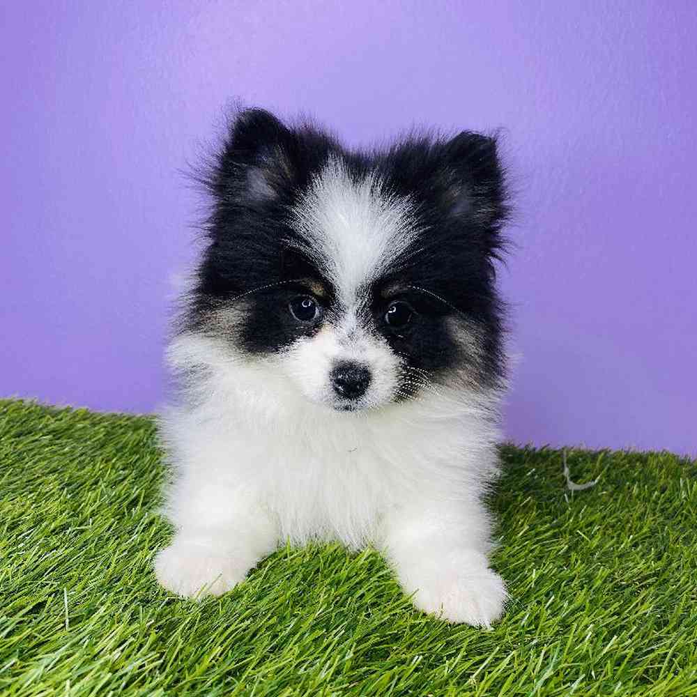 carousel pet images