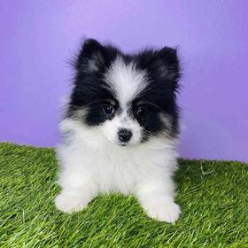 Pomeranian