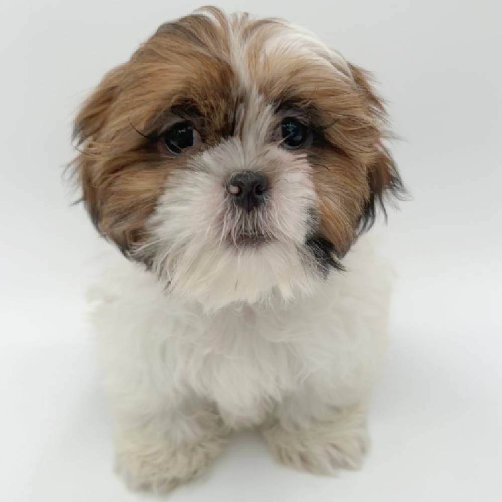 Female Shih Tzu Puppy for Sale in Marietta, GA