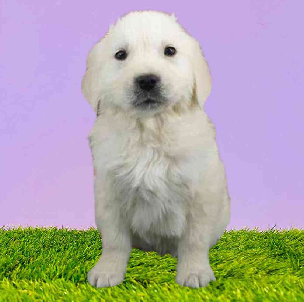Male Golden Retriever Puppy for Sale in Puyallup, WA