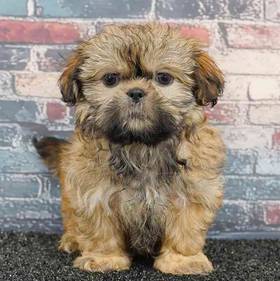 Shih Tzu