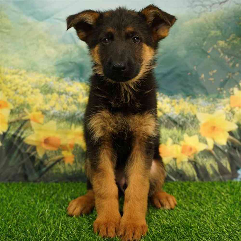 pet breed image
