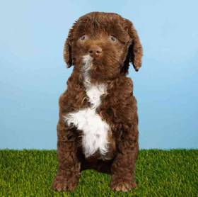 Cockapoo