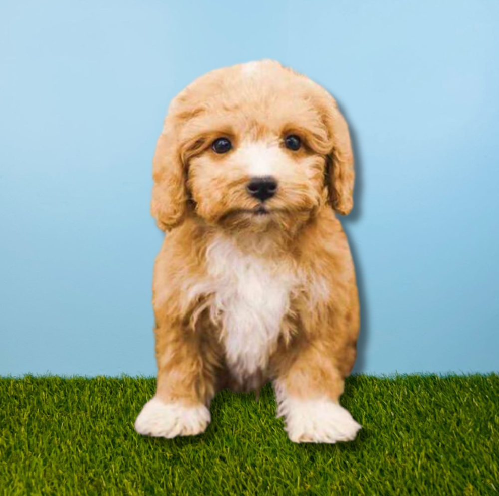 carousel pet images