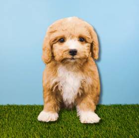 Cavachon-Poodle